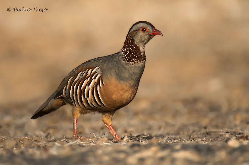 Perdiz moruna (Alectoris barbara)